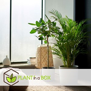 Xl areca gold palm - 2