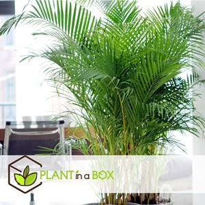 Areca golden palm - 4