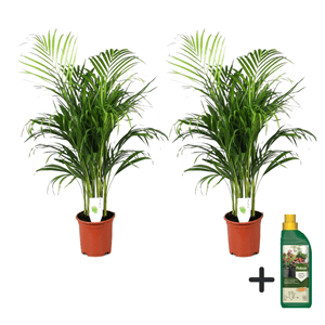 Areca golden palm - 2 + pokon