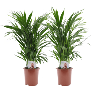 Areca golden palm - 2