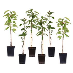 Pommier en pilier - 6