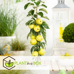 Pommier en pilier - 3