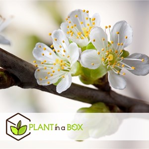 Pommier en pilier - 3