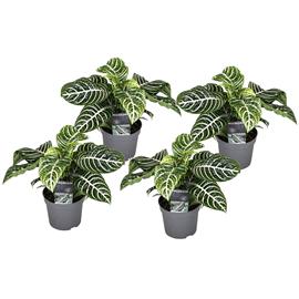 Aphelandra botanica zebra plant - 4