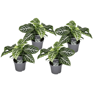 Aphelandra botanica 'zebra plant' - lot