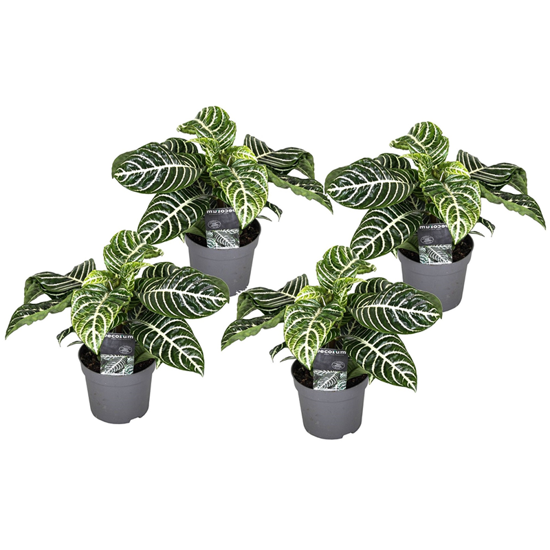 Aphelandra botanica zebra plant - 4