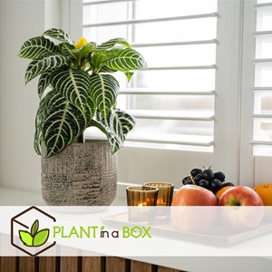 Aphelandra botanica zebra plant - 4