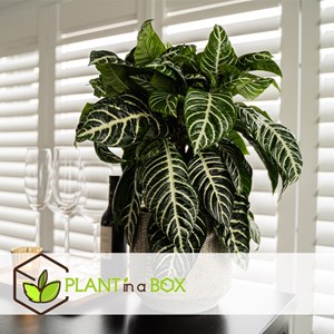 Aphelandra botanica zebra plant - 4