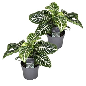 Aphelandra botanica 'zebra plant' - lot