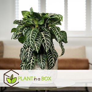 Aphelandra botanica zebra plant - 2