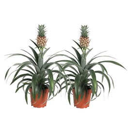 Ananas mi amigo - 2