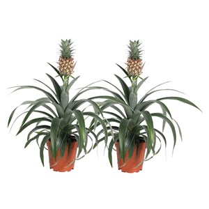 Ananas mi amigo - 2