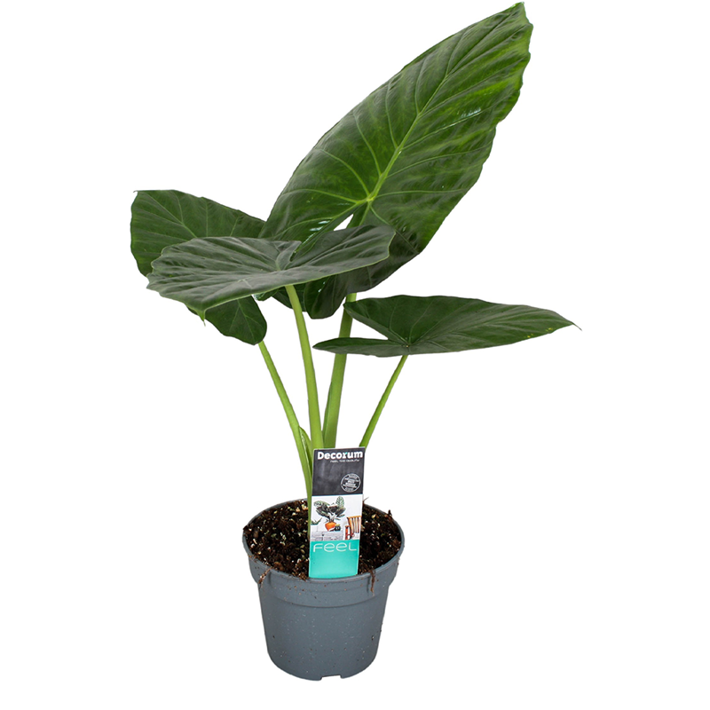 Alocasia odora elephant ear plant