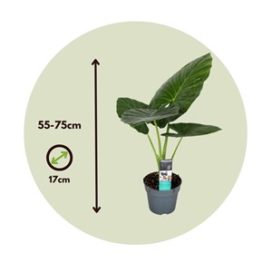 Alocasia odora elephant ear plant