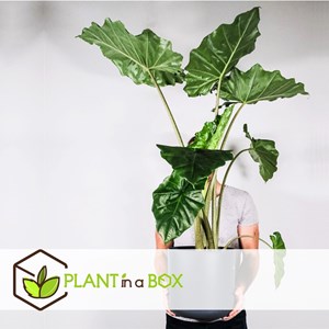Alocasia odora elephant ear plant