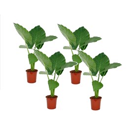 Alocasia macrorrhiza - 4