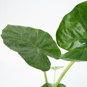 Alocasia macrorrhiza - 4