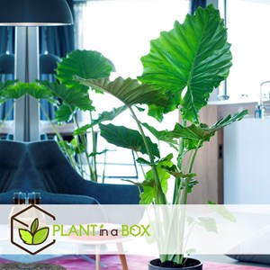 Alocasia macrorrhiza - 4