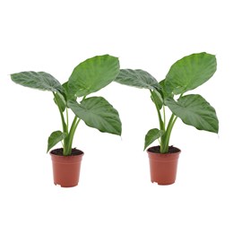Alocasia macrorrhiza - 2