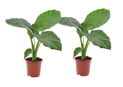 Alocasia macrorrhiza - 2