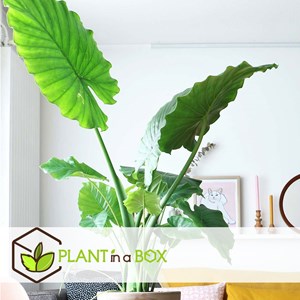 Alocasia macrorrhiza - 2
