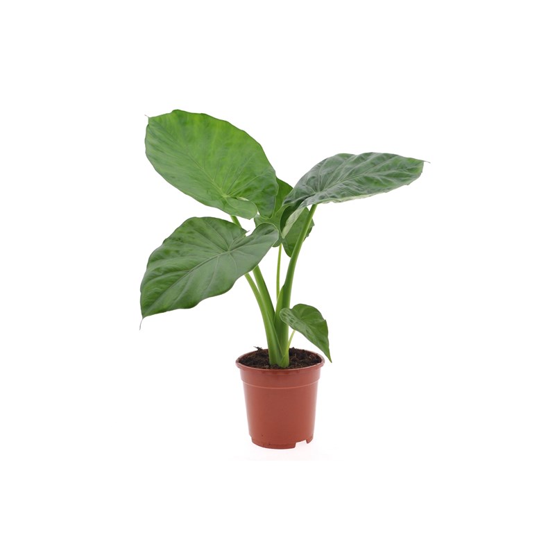 Alocasia macrorrhiza