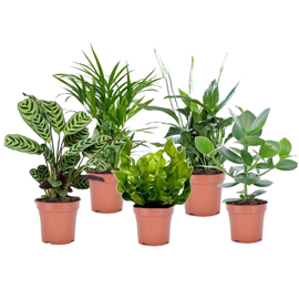 Plantes purificatrices dair - 5