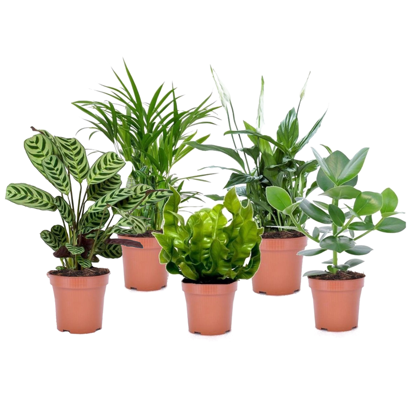 Plantes purificatrices dair - 5