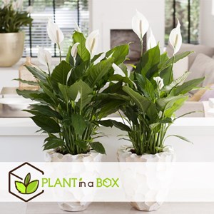 Plantes purificatrices dair - 5