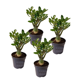 Adenium dessert rose - 4