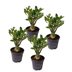 Adenium dessert rose - 4