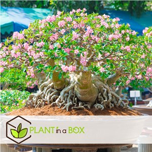 Adenium dessert rose - 4