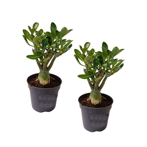 Adenium dessert rose - 2
