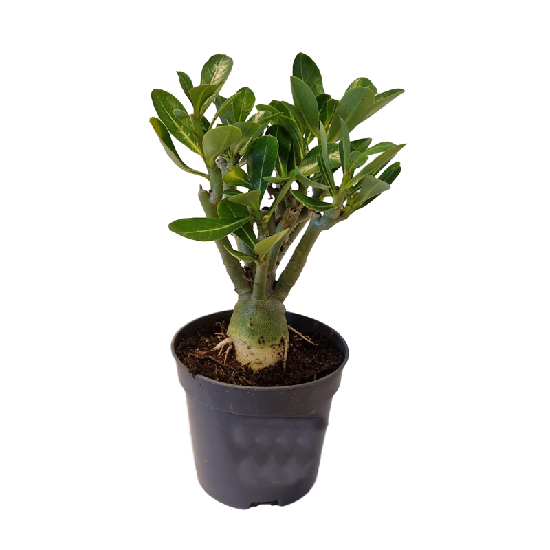 Rose du désert - adenium obesum