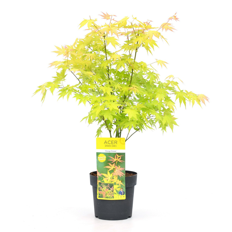 Érable japonais acer orange dream