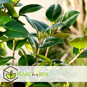 Camélia japanese rose rouge - 3