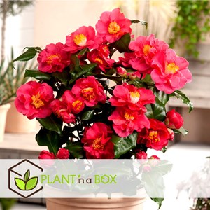 Camellia japanese rose rose - 3