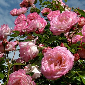 Camellia japanese rose - 6