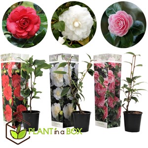 Camellia japanese rose - 3