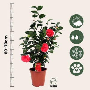 Xl camellia japanese rose - 2
