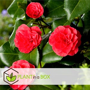 Xl camellia japanese rose - 2