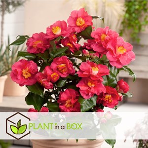 Xl camellia japanese rose - 2