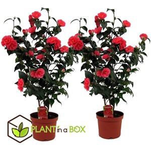 Xl camellia japanese rose - 2
