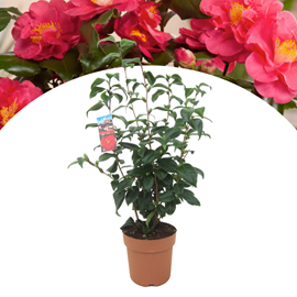 Xl camellia japanese rose - 2