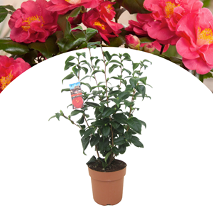 Xl camellia japanese rose - 2