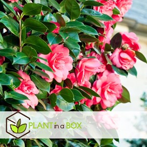 Xl camellia japanese rose - 2