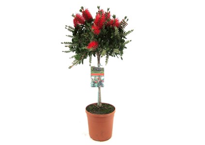 Callistemon bottlebrush sur tige
