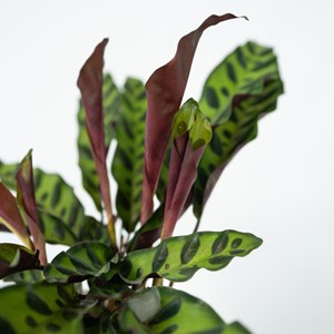 Calathea insignis