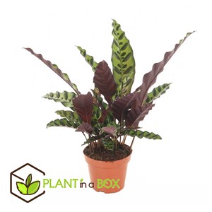 Calathea insignis