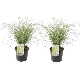 Calamagrostis overdam herbe - 2